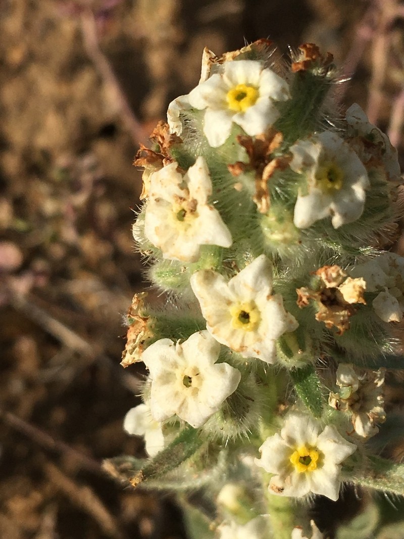Snake River Cryptantha photo 8