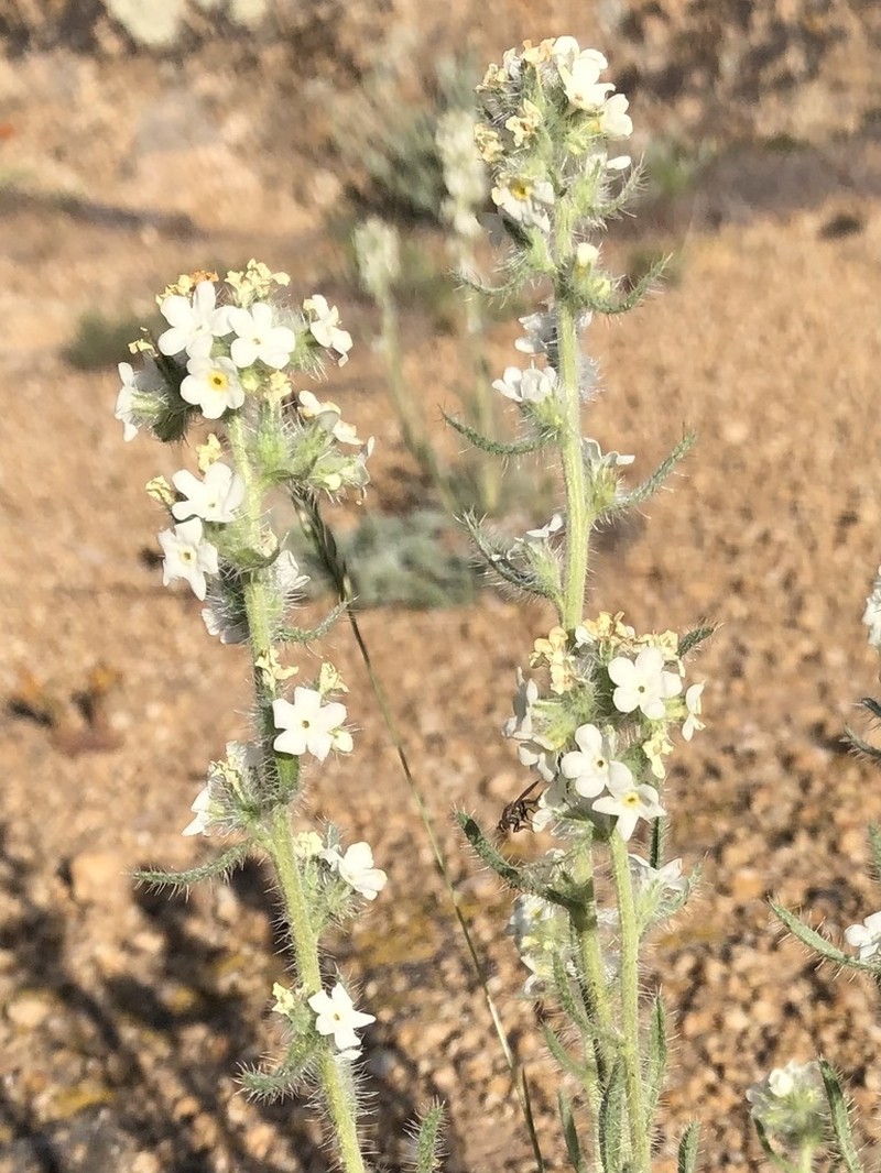 Yampa River Cryptantha