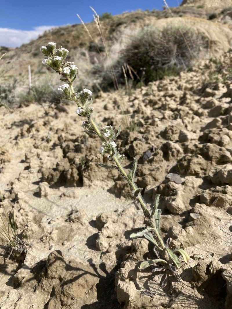 Yampa River Cryptantha photo 2