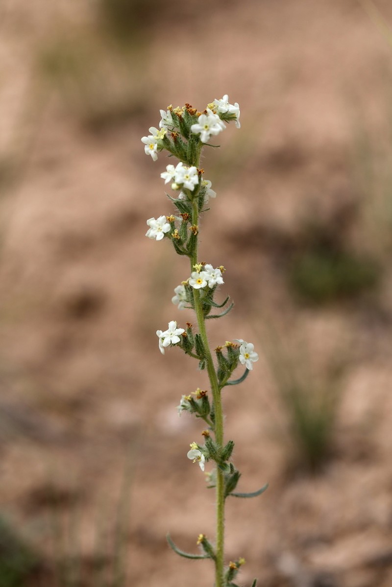Yampa River Cryptantha photo 4