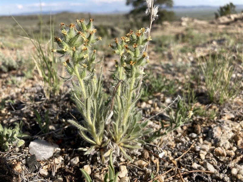 Yampa River Cryptantha photo 5
