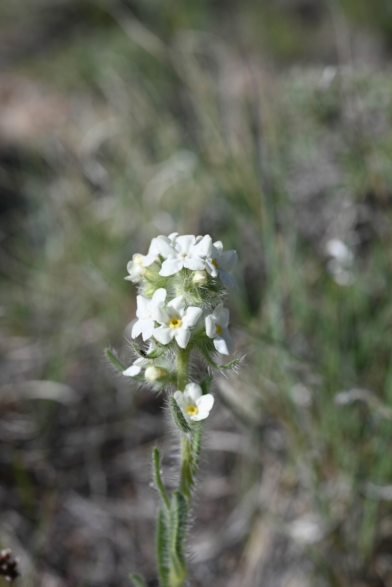 Yampa River Cryptantha photo 6