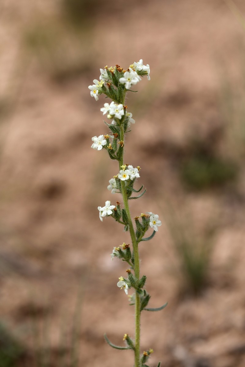 Yampa River Cryptantha photo 8