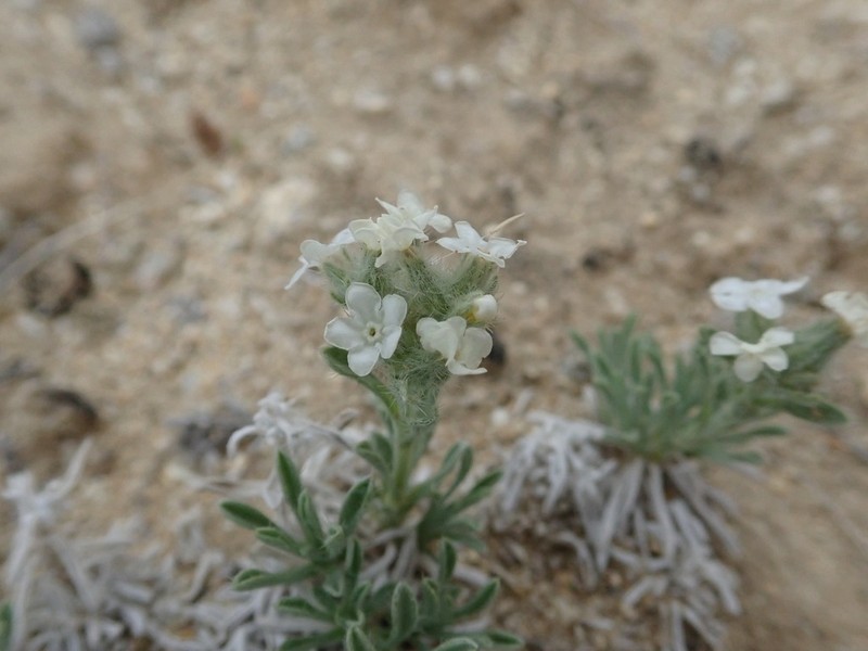 Wallowa Cryptantha