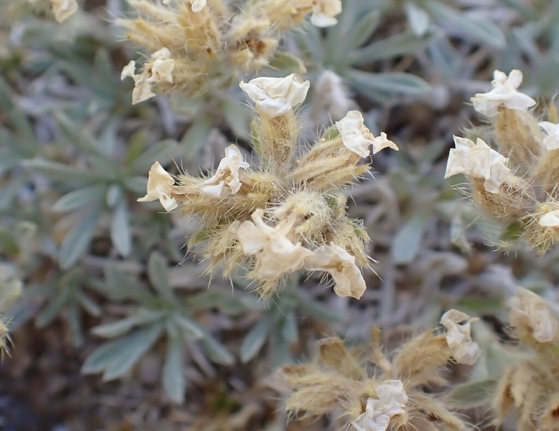 Wallowa Cryptantha photo 2