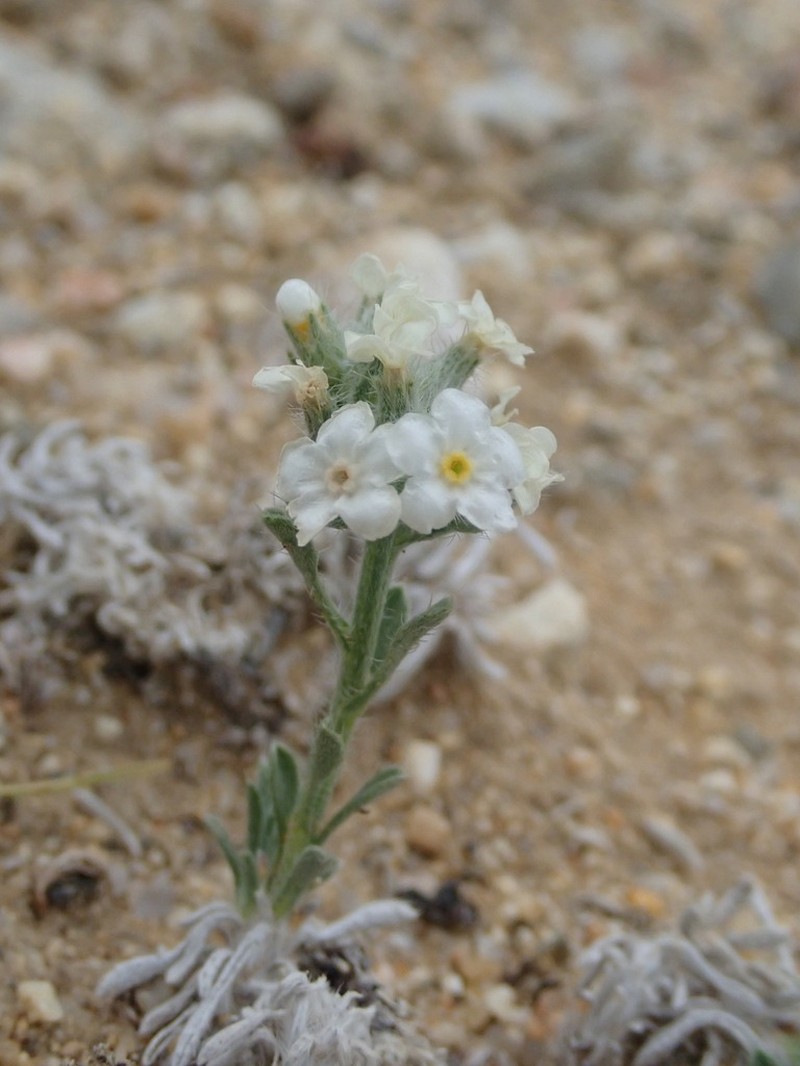 Wallowa Cryptantha photo 3