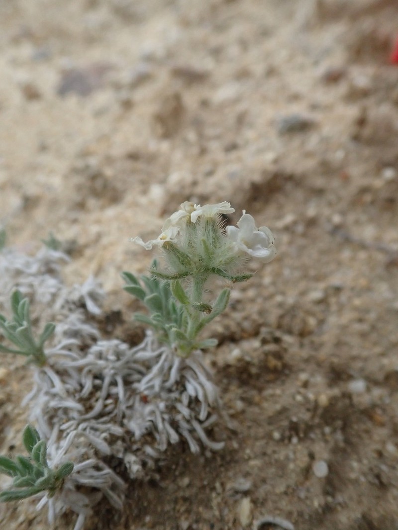 Wallowa Cryptantha photo 4