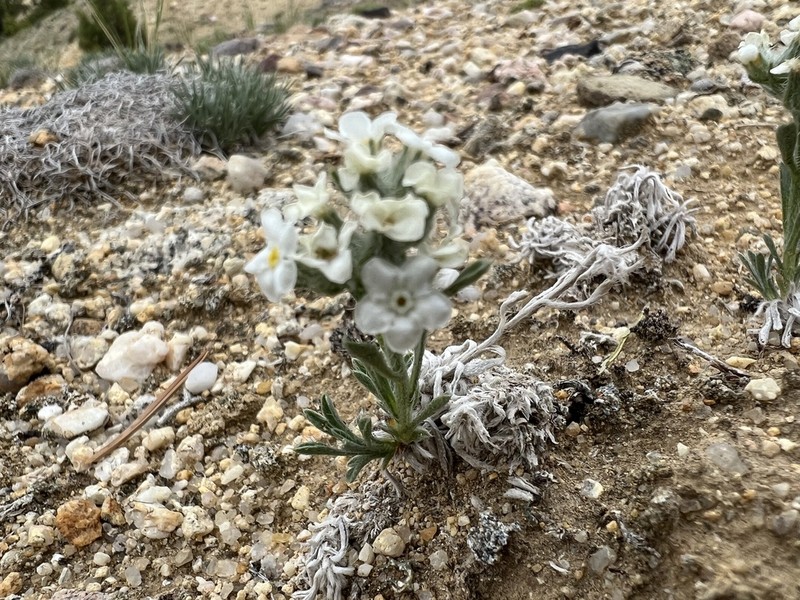 Wallowa Cryptantha photo 5