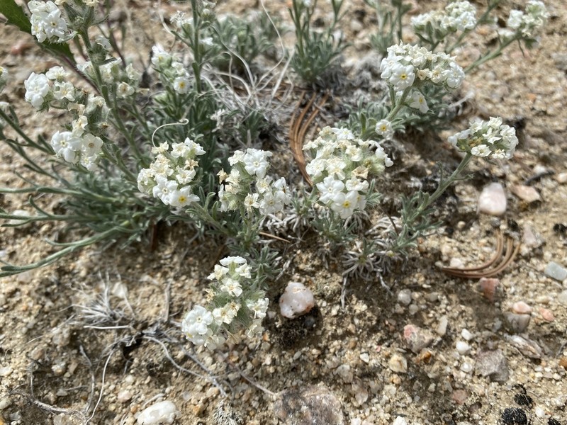 Wallowa Cryptantha photo 6