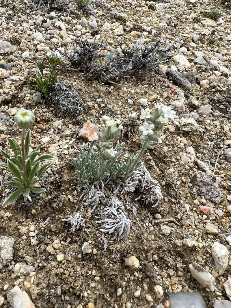 Wallowa Cryptantha photo 7