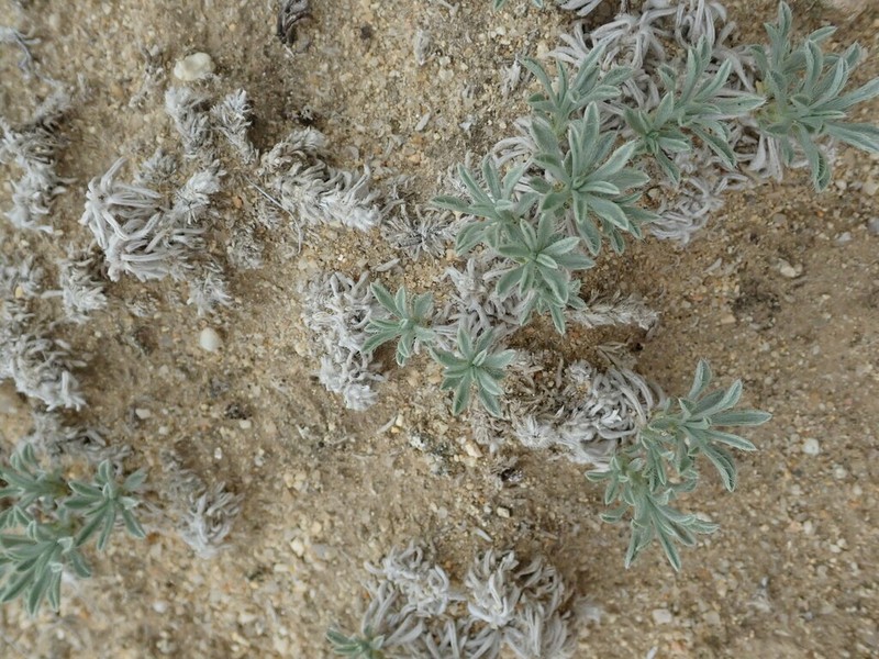 Wallowa Cryptantha photo 8