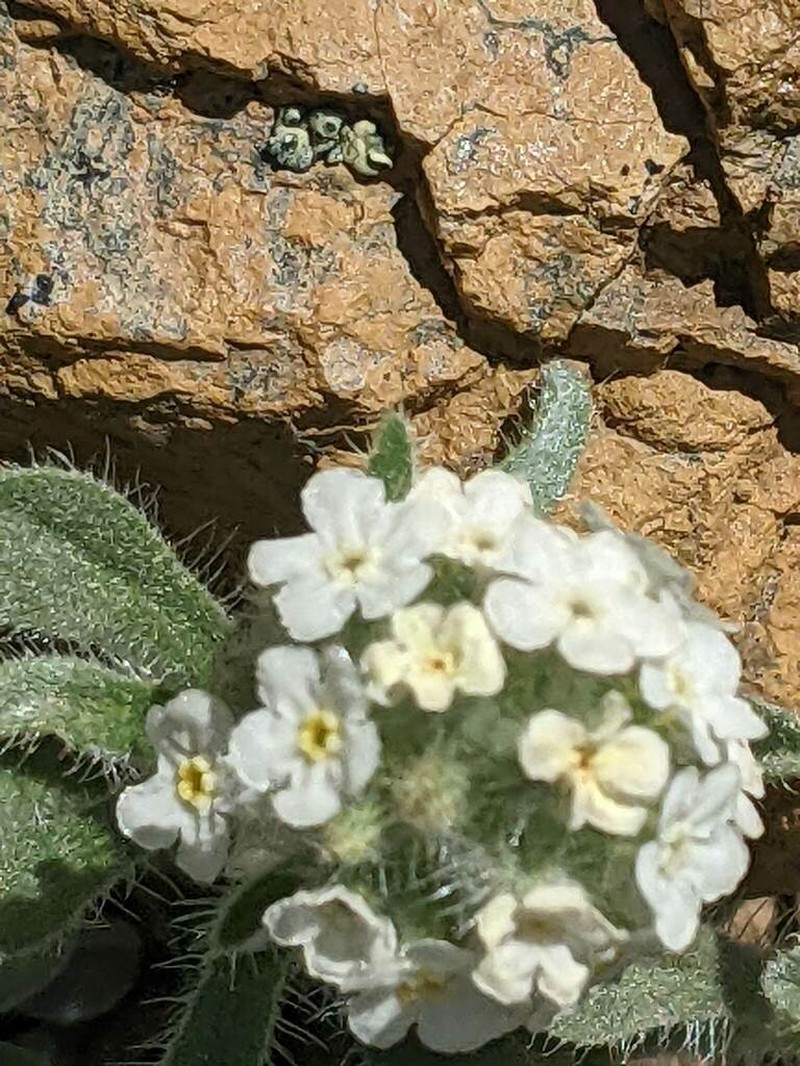 Oreocarya subretusa photo 2