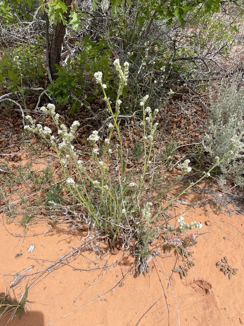 Oreocarya suffruticosa