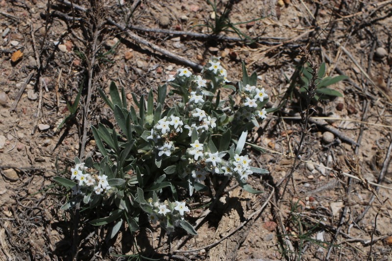 Oreocarya suffruticosa photo 2