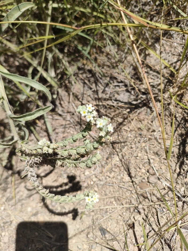 Oreocarya suffruticosa photo 3