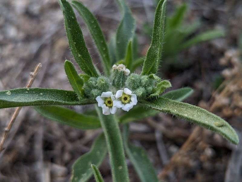 Oreocarya suffruticosa photo 5