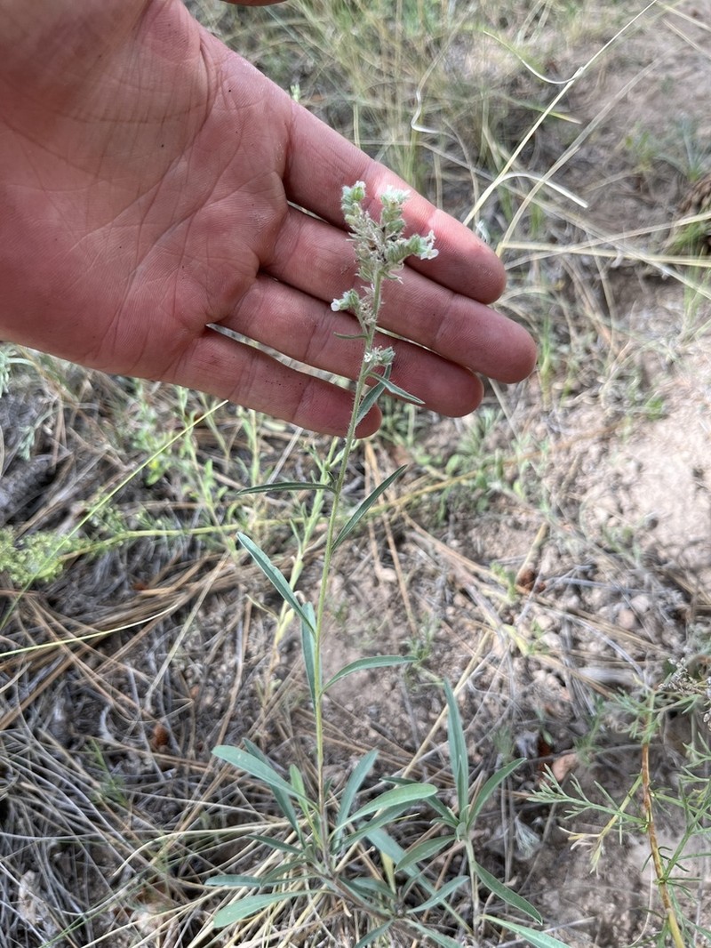 Oreocarya suffruticosa photo 6