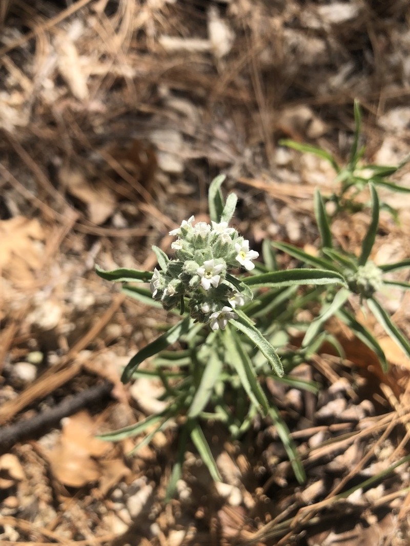 Oreocarya suffruticosa photo 7