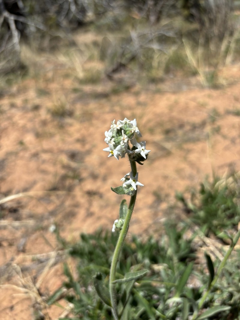 Oreocarya suffruticosa var. arenicola photo 5