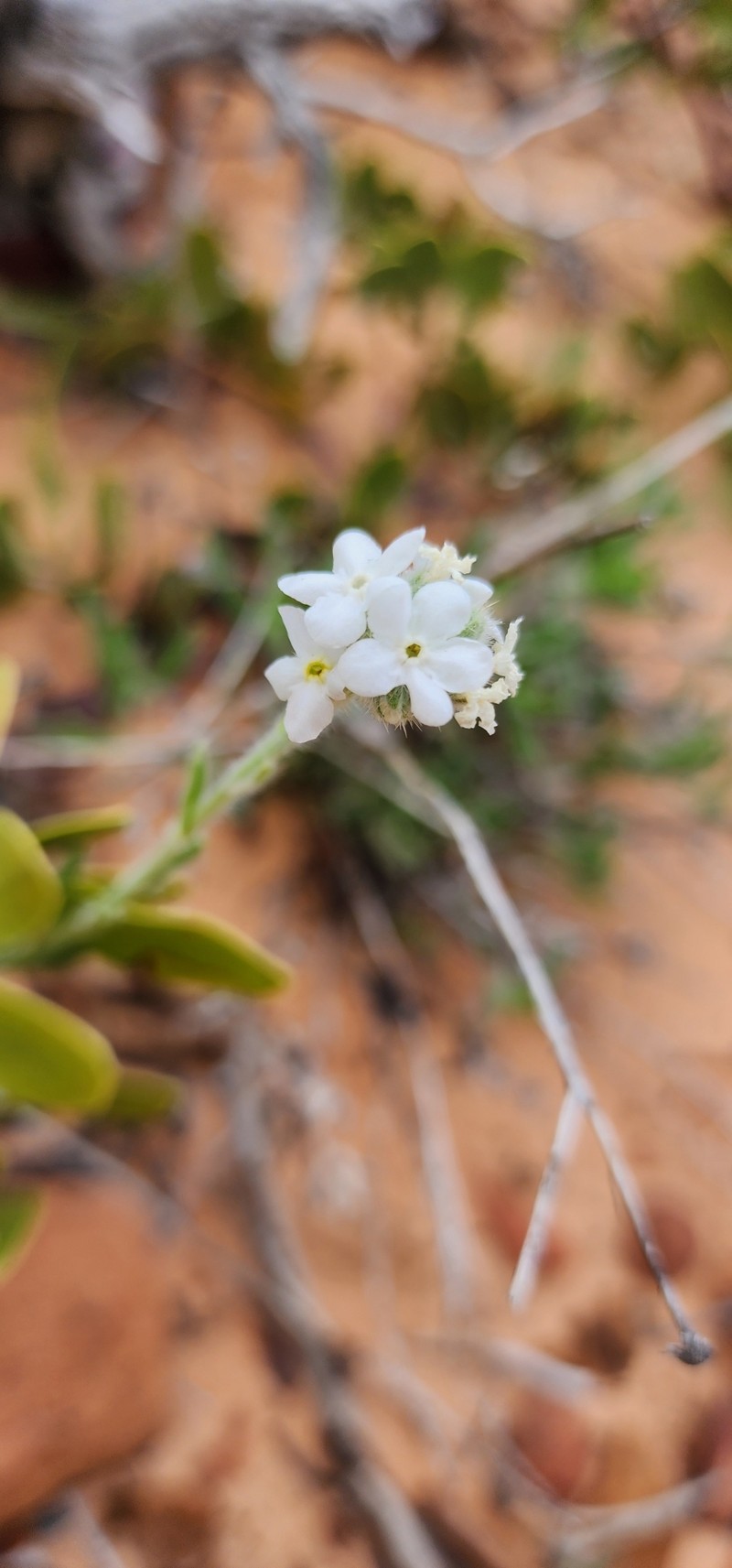 Oreocarya suffruticosa var. arenicola photo 6