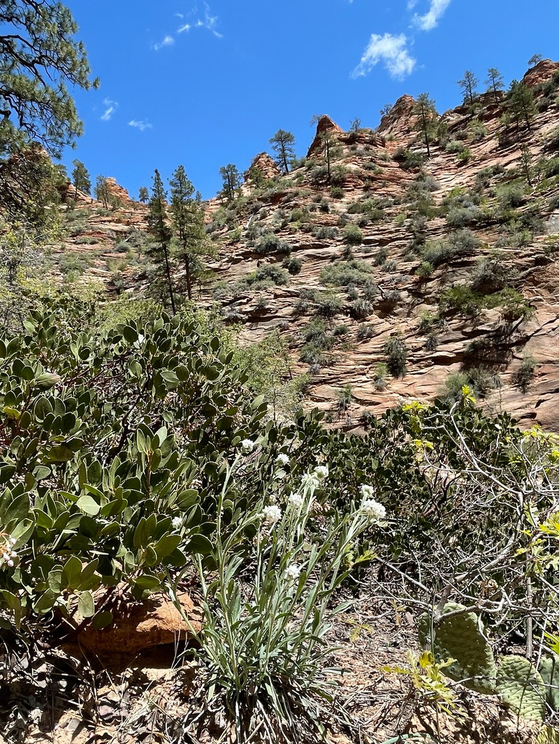 Oreocarya suffruticosa var. arenicola photo 8