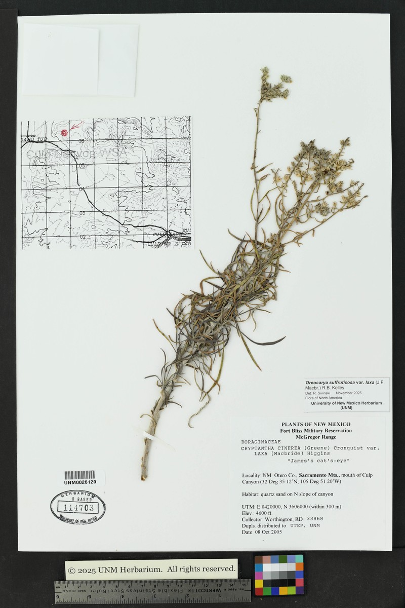 Oreocarya suffruticosa var. laxa photo 2