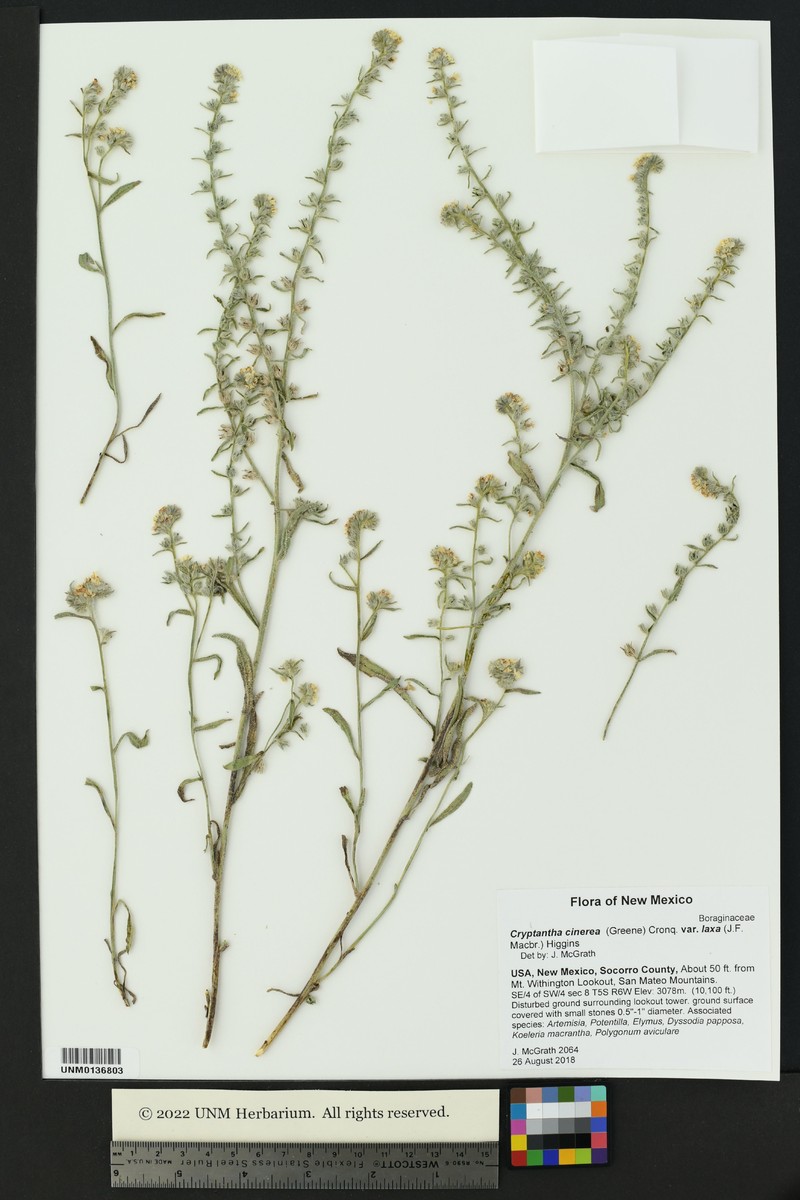 Oreocarya suffruticosa var. laxa