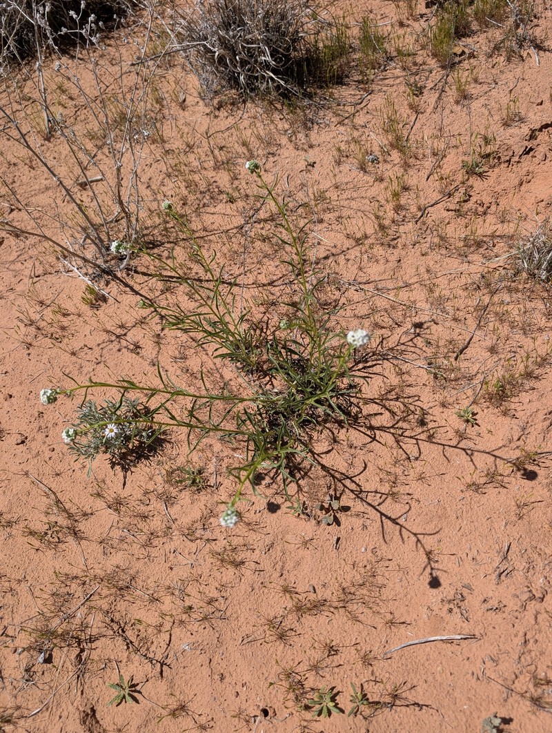 Oreocarya suffruticosa var. pustulosa