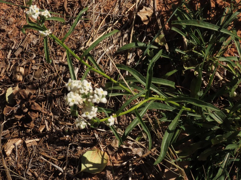 Oreocarya suffruticosa var. pustulosa photo 5