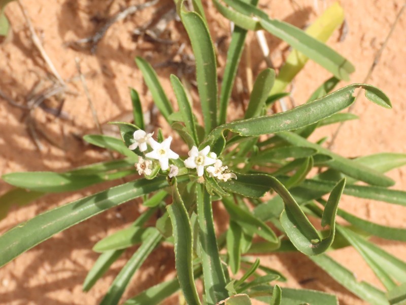Oreocarya suffruticosa var. pustulosa photo 6