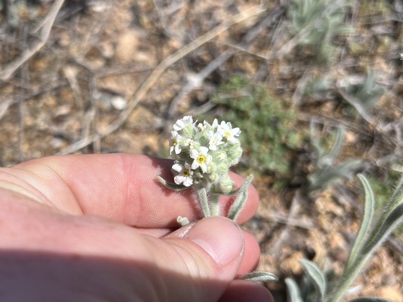 James' Cryptantha