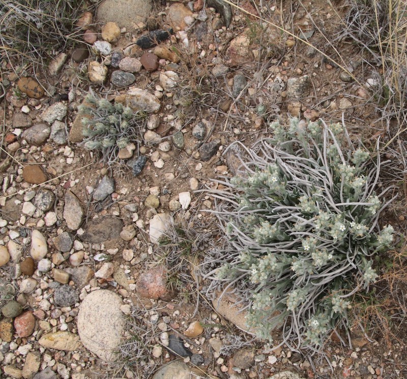James' Cryptantha photo 2