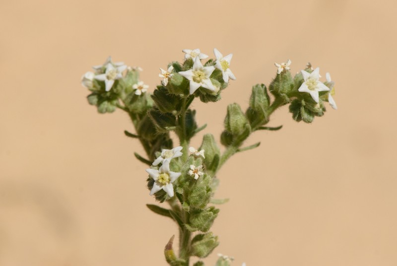 James' Cryptantha photo 3