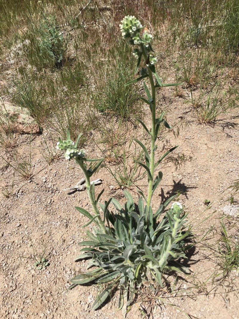 James' Cryptantha photo 4
