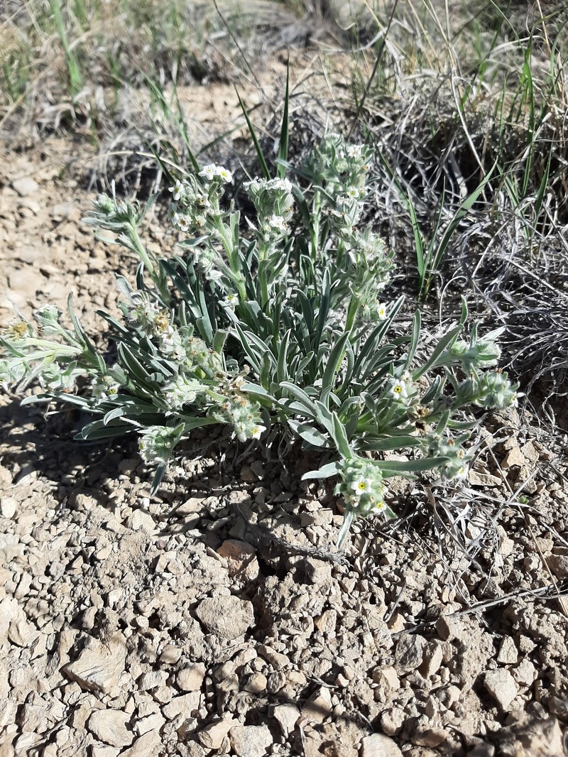 James' Cryptantha photo 5
