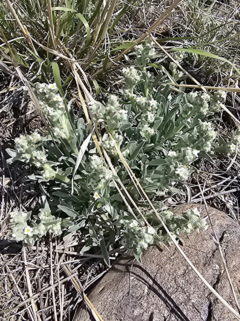 James' Cryptantha photo 6