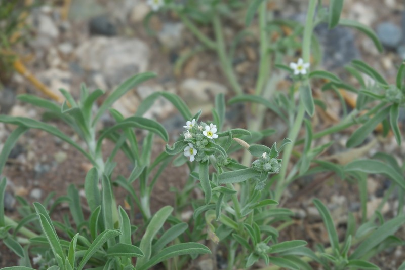 James' Cryptantha photo 7