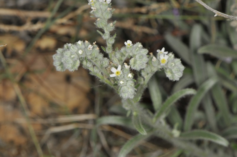 James' Cryptantha photo 8