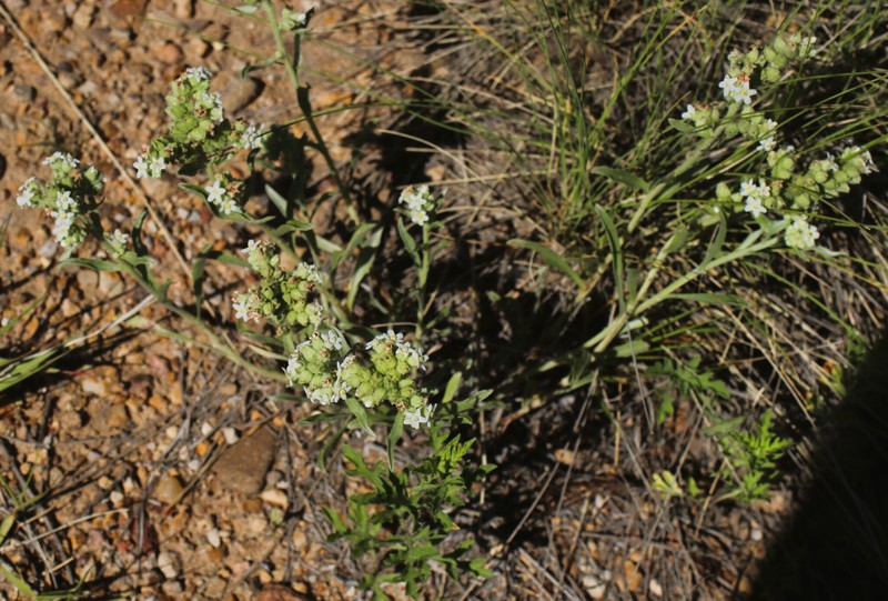 Oreocarya suffruticosa var. suffruticosa