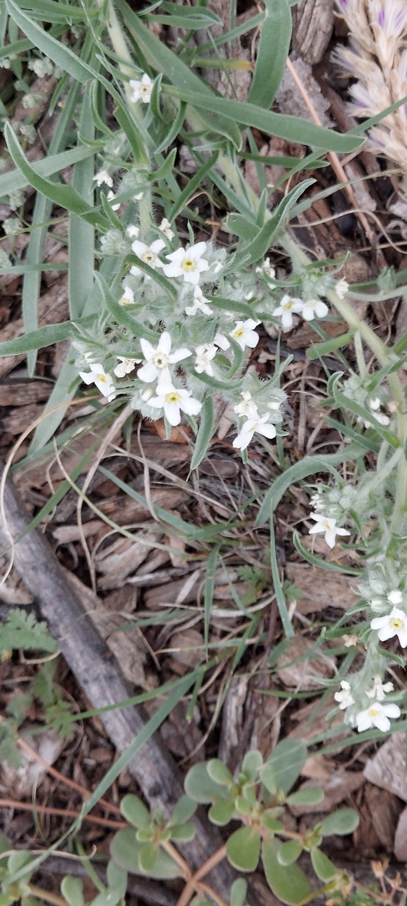 Oreocarya suffruticosa var. suffruticosa photo 3