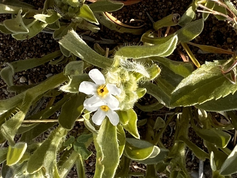 Oreocarya suffruticosa var. suffruticosa photo 4