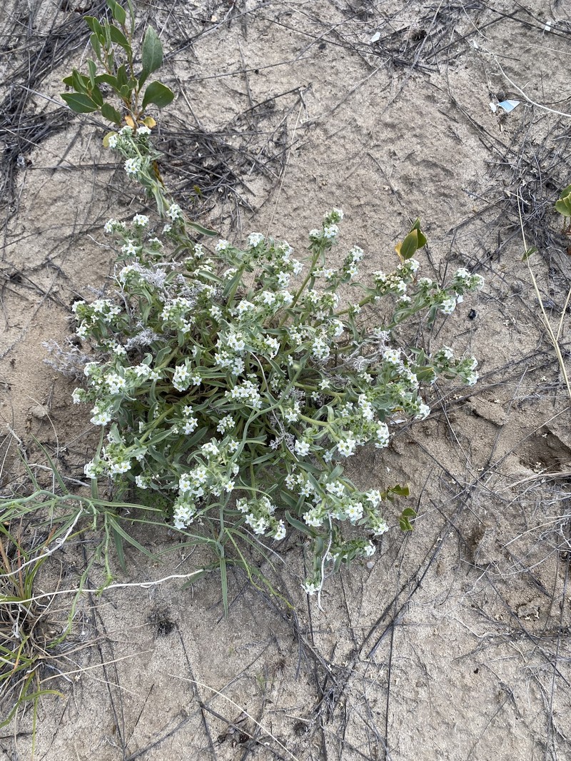 Oreocarya suffruticosa var. suffruticosa photo 5