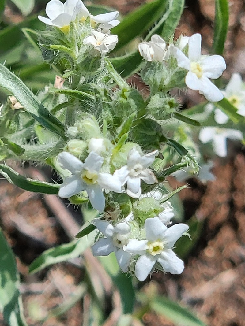 Oreocarya suffruticosa var. suffruticosa photo 6