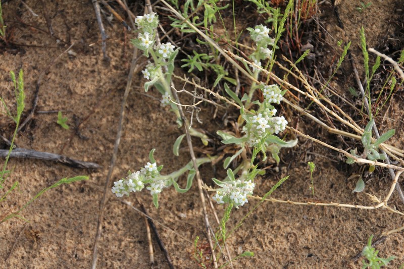 Oreocarya suffruticosa var. suffruticosa photo 8