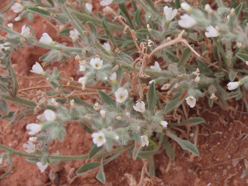Canyon Cryptantha