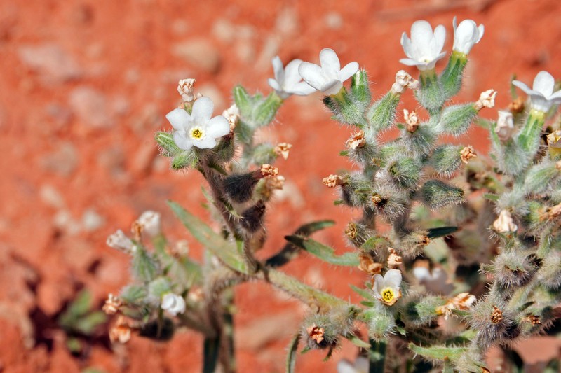 Canyon Cryptantha photo 2
