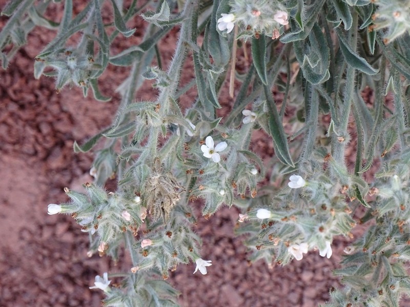 Canyon Cryptantha photo 3
