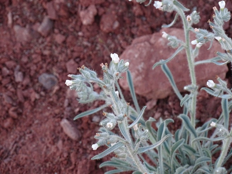 Canyon Cryptantha photo 4