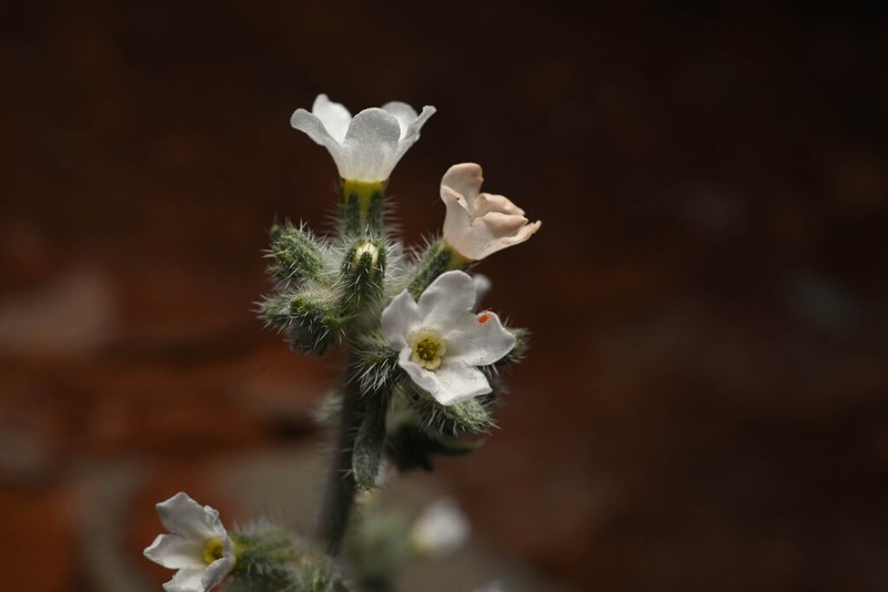 Canyon Cryptantha photo 5