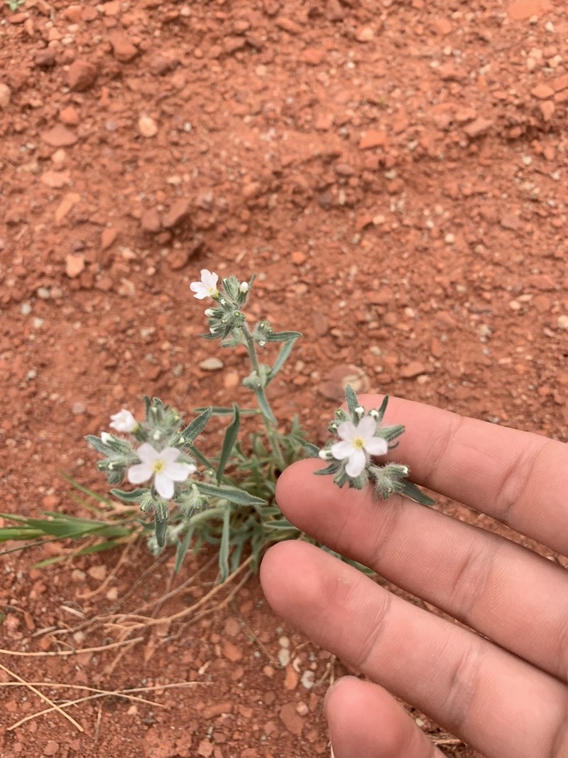 Canyon Cryptantha photo 6